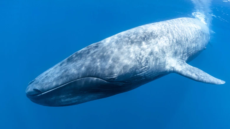 The Blue Whale Info: Pictures, Traits, & Facts – Animal Facts